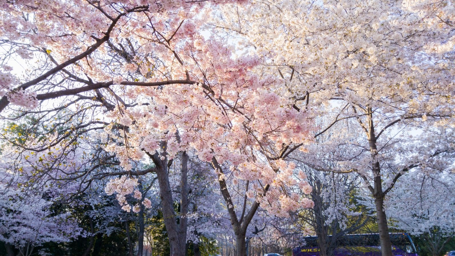 Toronto Early Spring Top Activities in Toronto for All Seasons | The Erica Reddy Team